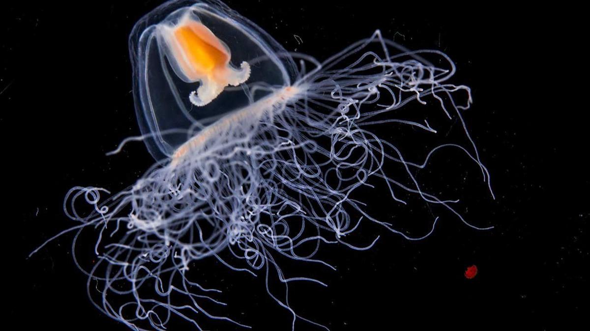 О бессмертной медузе