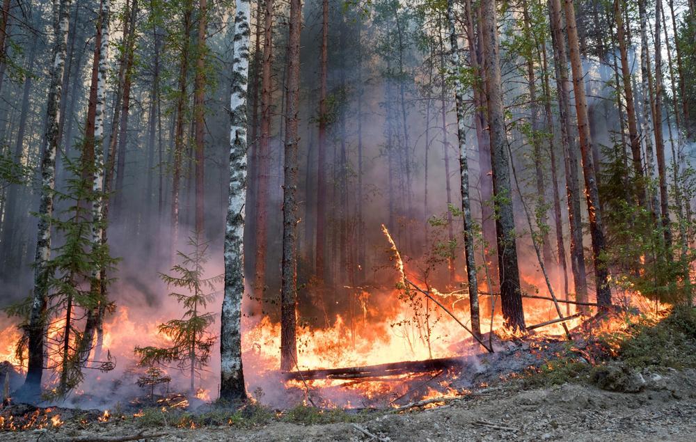 Горящий лес рядом с Сямозером в Пряжинском районе Карелии, июль 2021 год. Фото: РИА Новости