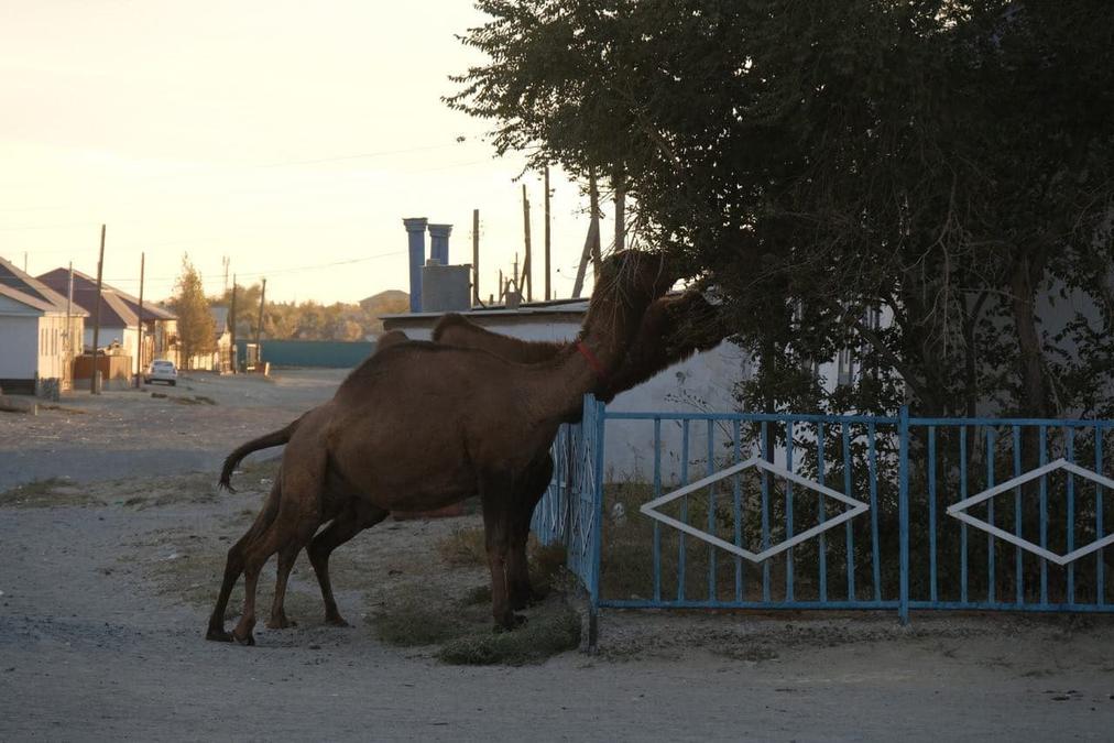 Верблюды срывают карагач. Фото: Владимир Третьяков