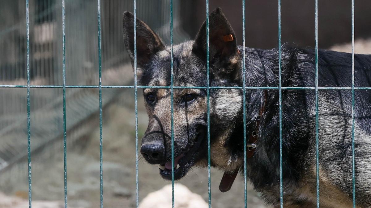 «Душили-душили, душили-душили…»