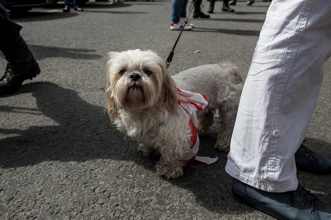 Собака участников акции. Фото: Влад Докшин/ «Новая газета»