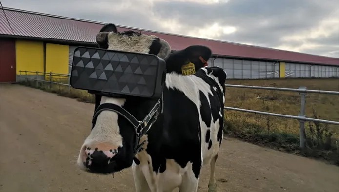 VR-очки для коров на подмосковной ферме. Фото: Msh.mosreg.ru