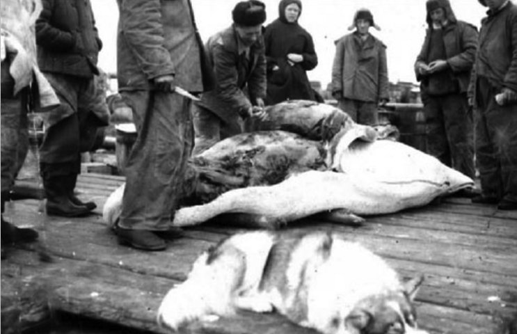 Разделывание белухи. Низовья Енисея. 1949–1951. Источник: красноярский «Мемориал»