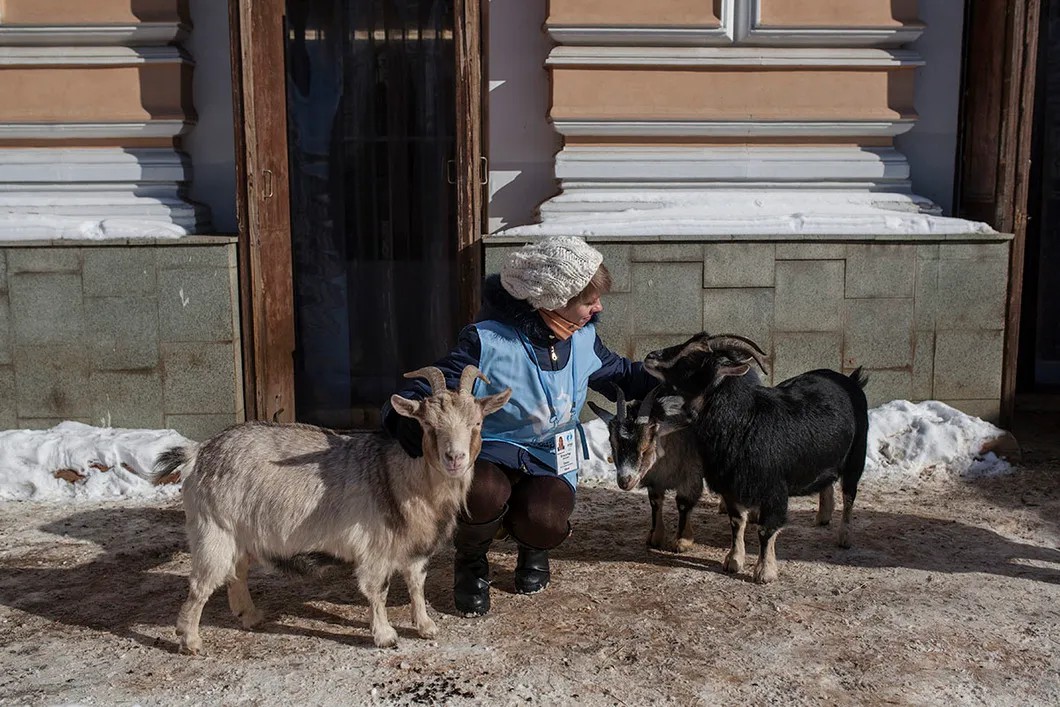 Волонтер в окружении коз. Фото: Влад Докшин / «Новая газета»