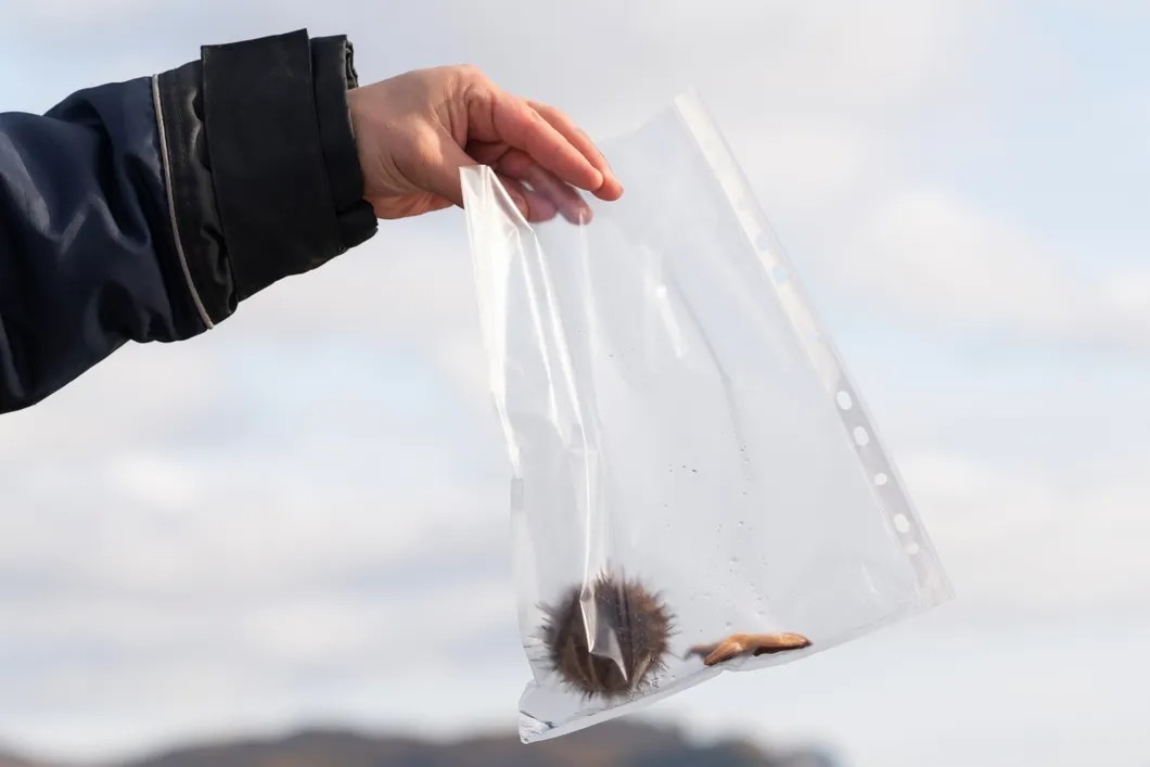 Сотрудник Следственного комитета изымает пострадавшую фауну с отравленного пляжа. Фото: РИА Новости
