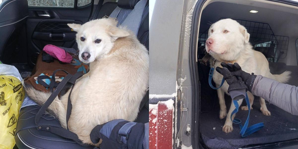 Вику и Альбиноса уже спасли, забрали из отлова. Фото: предоставлены волонтерами