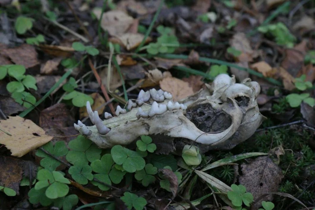 Фрагмент, предположительно, лисьего черепа на территории притравочной станции. Фото: Светлана Виданова / «Новая газета»