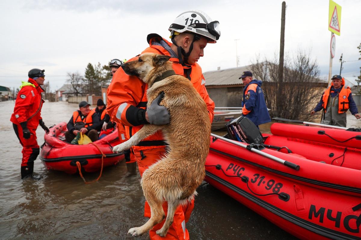 Сотрудник МЧС России эвакуирует собаку из зоны подтопления в микрорайоне Старый город. Фото: Егор Алеев / ТАСС
