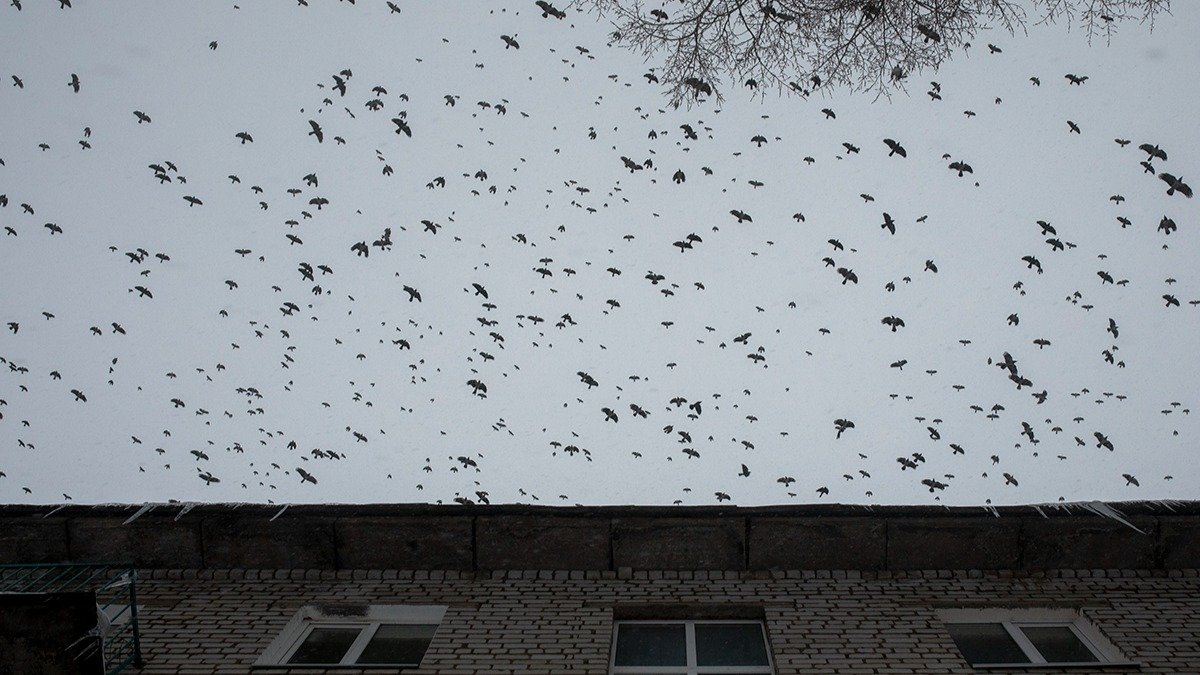 Крылья и перья родины