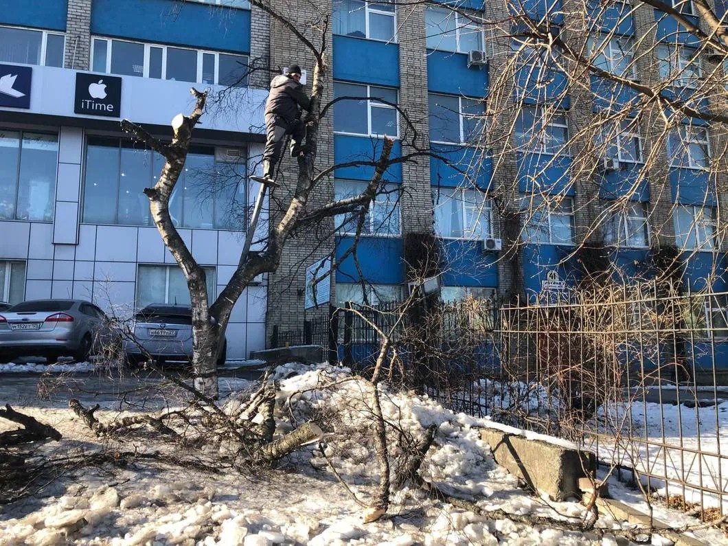 Обрезка деревьев около Владивостокского госуниверситета экономики и сервиса. Фото: Валерия Федоренко, специально для «Новой»