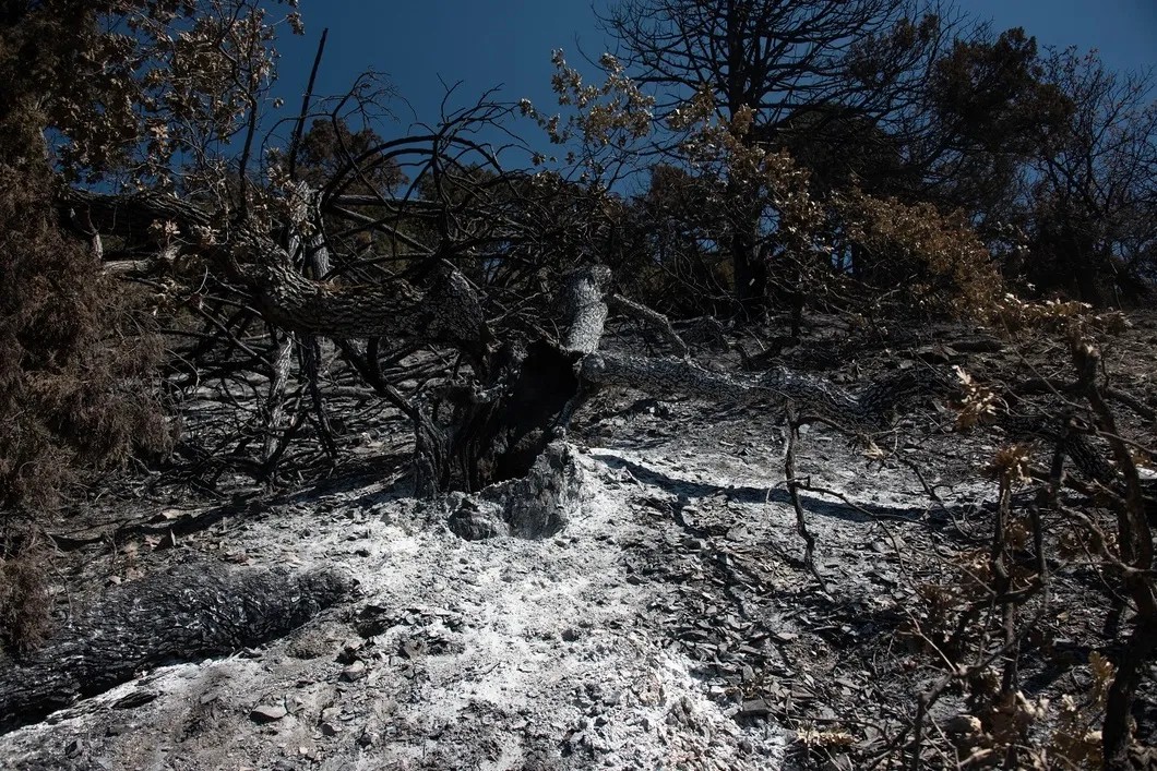 Почти вся верхняя часть горы — в сгоревших деревьях и пепле. Фото: Виктория Одиссонова / «Новая газета»