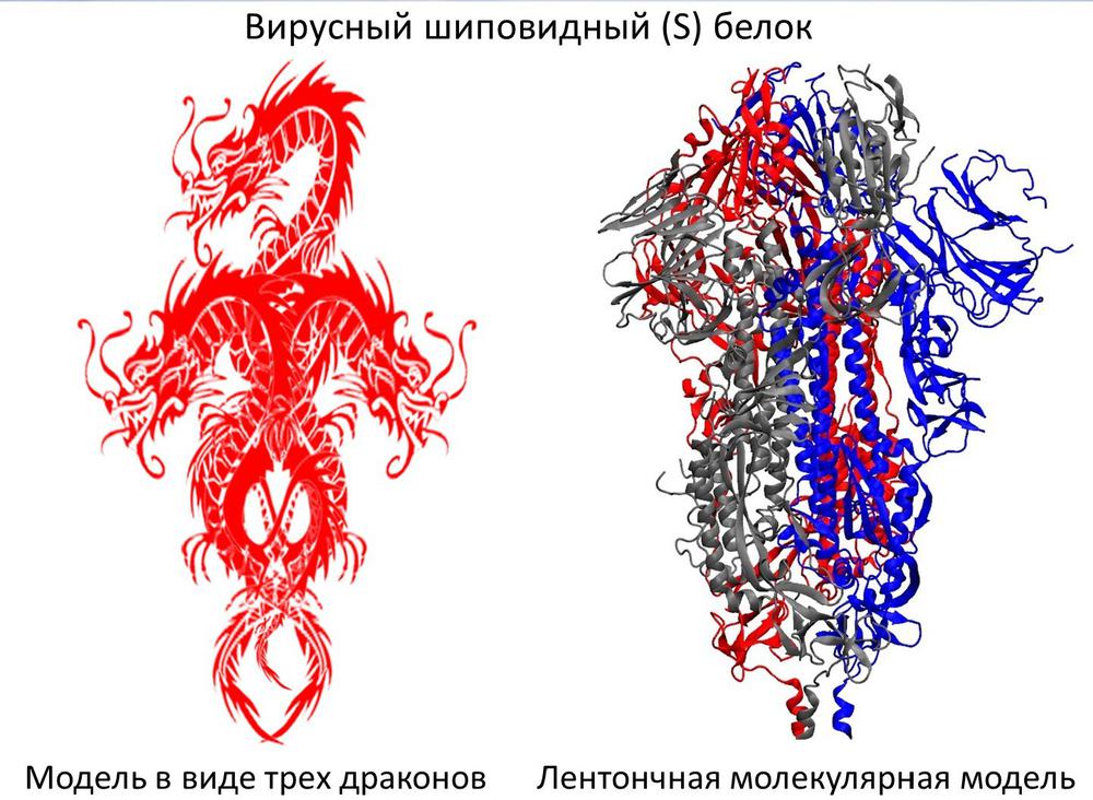 Модели шиповидного белка. Рисунок Ольги Матвеевой (орфография автора сохранена)