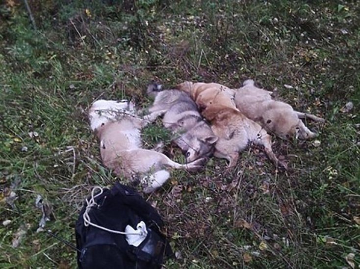 Четыре охотничьи собаки, расстрелянные экс-министром промышленности Пермского края Виктором Усенко