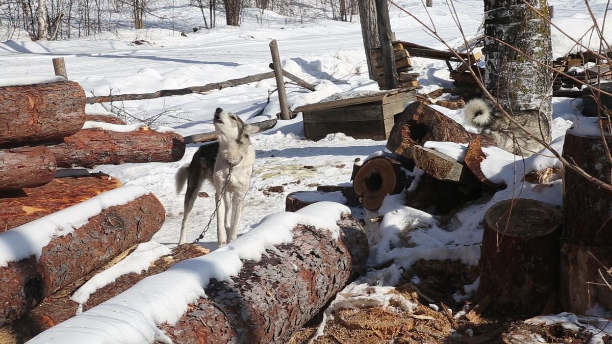 Собаки в Медвежьем. Скриншот из видео Александры Сорочинской