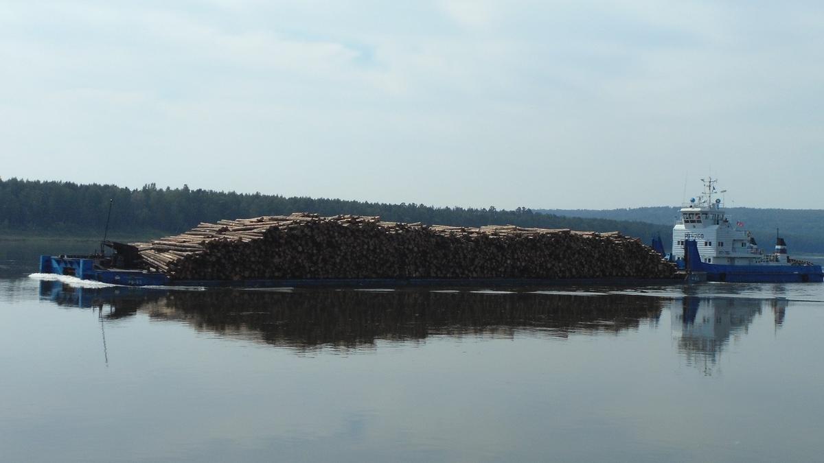 Енисейско-ангарский лес. Фото: Алексей Тарасов / «Новая газета»