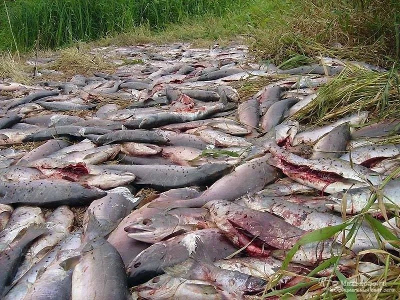 Самое ценное — икру — из рыбы удаляют, но саму ее переработать в таких количествах не могут. Поэтому на Камчатке огромные свалки тухлой рыбы. Фото: Мильково.ру