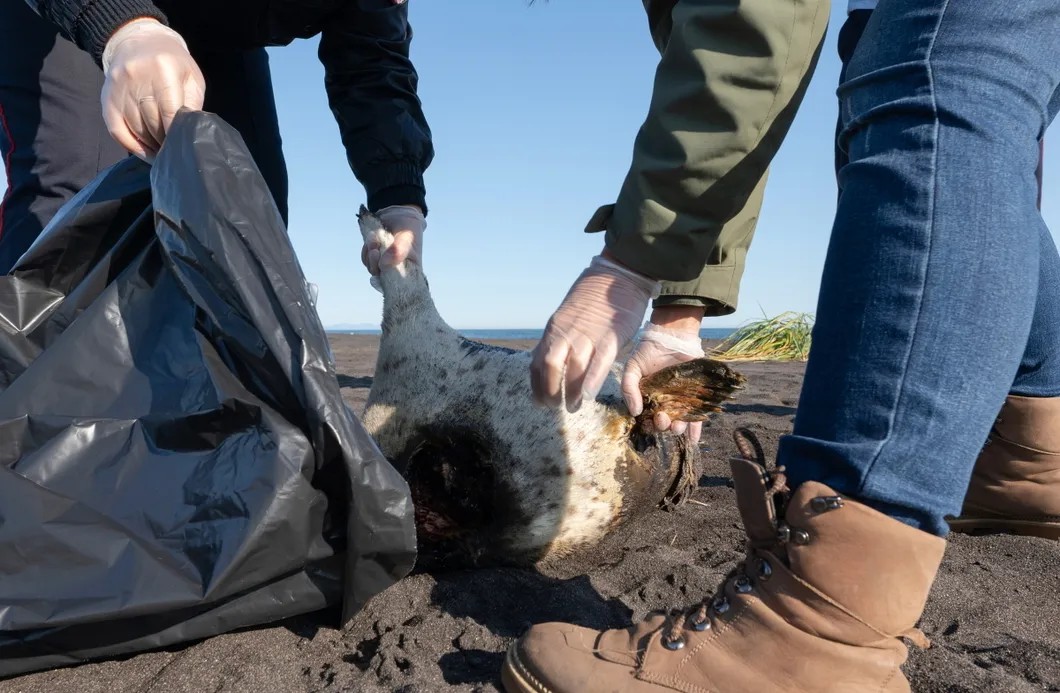 Криминалисты убирают трупы животных с пляжа. Фото: РИА Новости