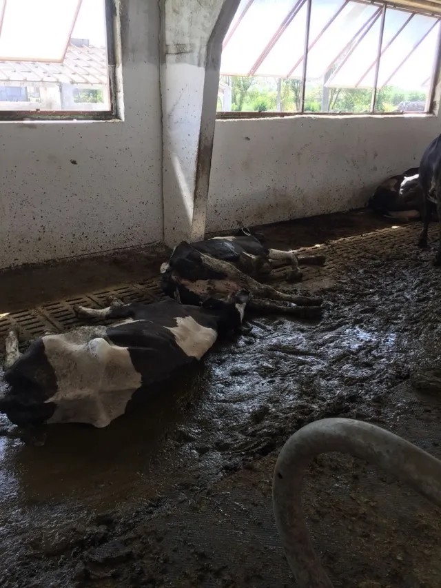 Умершие коровы. Фото передано в распоряжение «Новой газеты»