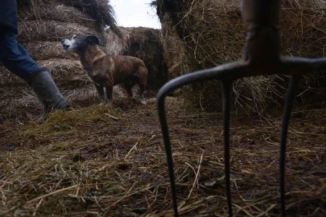 В деревне Емилово этой зимой волки задрали трех овец. Фото: Виктория Одиссонова / «Новая газета»
