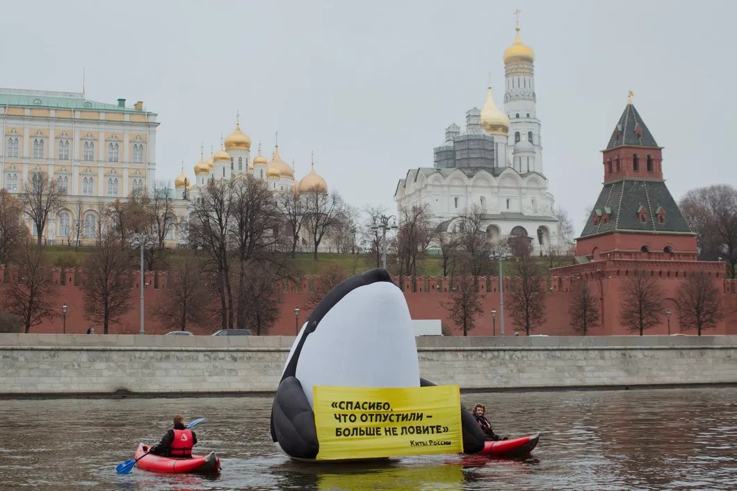 Фото: Денис Синяков / Greenpeace