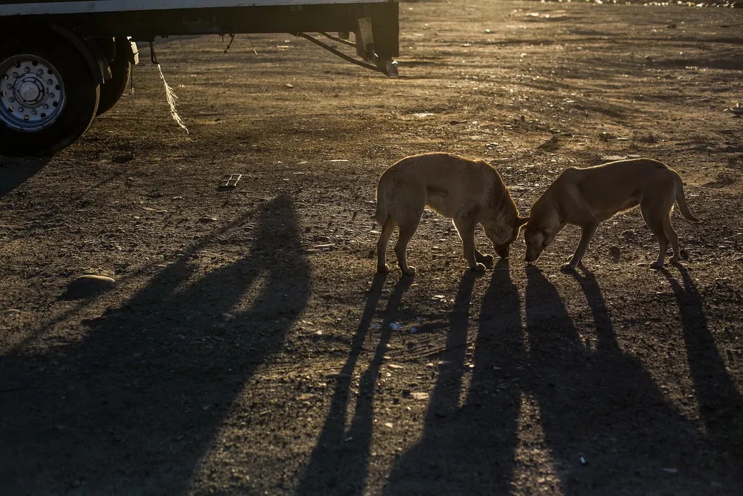 Собаки у лагеря дальнобойщиков. Стоянка согласована до 20 апреля. Фото: Антон Климов / Специально для «Новой»