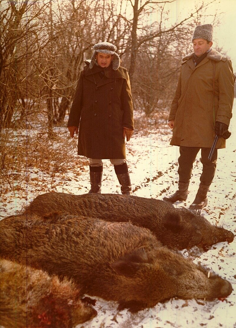 Чаушеску охотится на кабанов. Фото 1976 года
