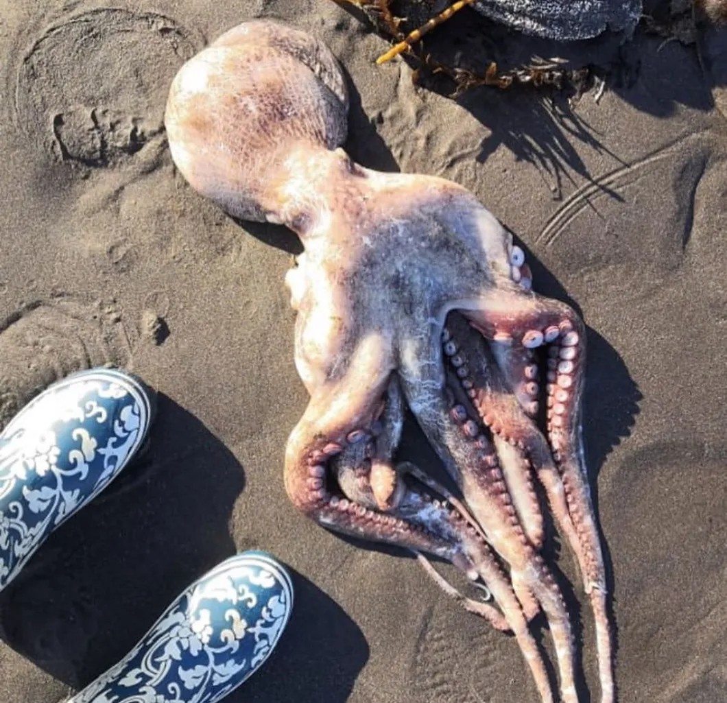 Погибший гигантский осьминог на Халактырском пляже. Фото очевидцев экокатастрофы