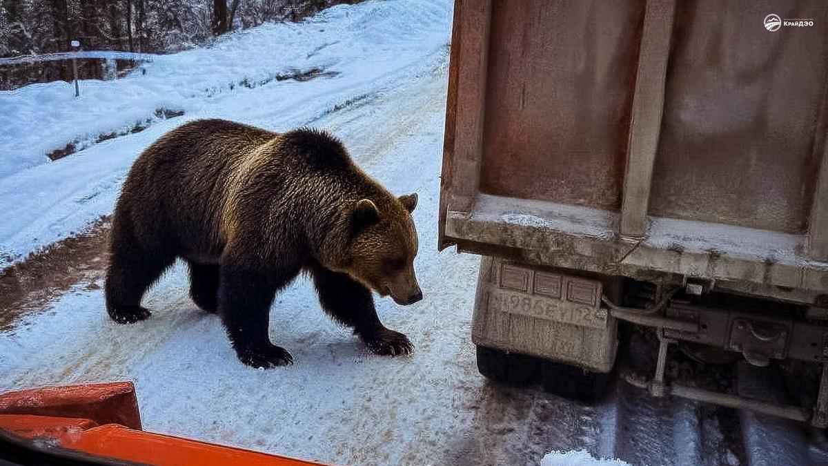 Из публикации Крараб.ру о выходе медведей на трассу. Фото: КрайДЭО