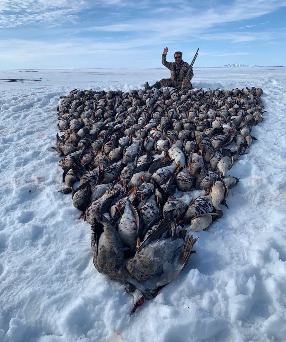 A pyramid of killed birds. Another photo with Aleksandr Kramarenko