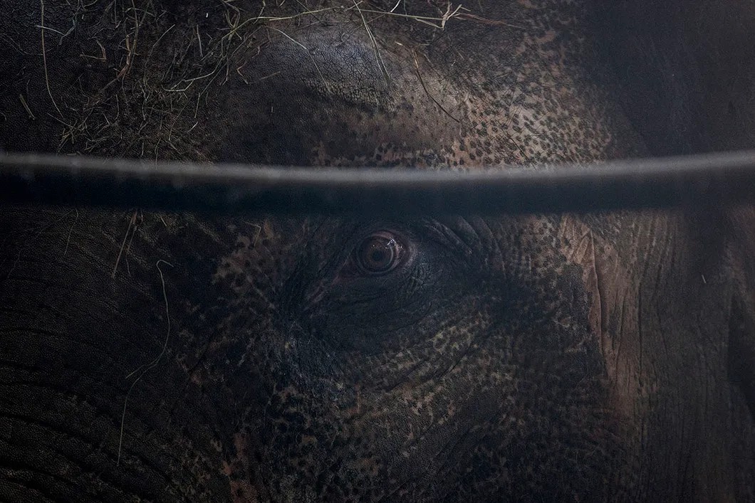 Азиатский слон в своем загоне. Фото: Влад Докшин / «Новая газета»