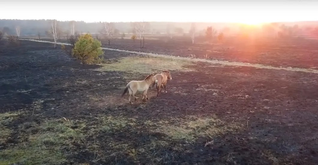 Лошади Пржевальского на пепелище Чернобыля. Скриншот видео YouTube
