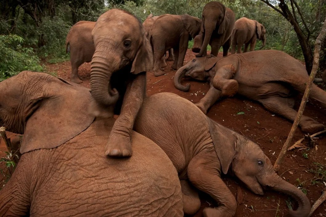 В приюте для слонят David Sheldrick Wildlife Trust (DSWT). Национальный парк в Найроби, Кения, 2010. Photo Michael Nichols / National Geographic Creative — Visa pour l'Image — Perpignan 2017