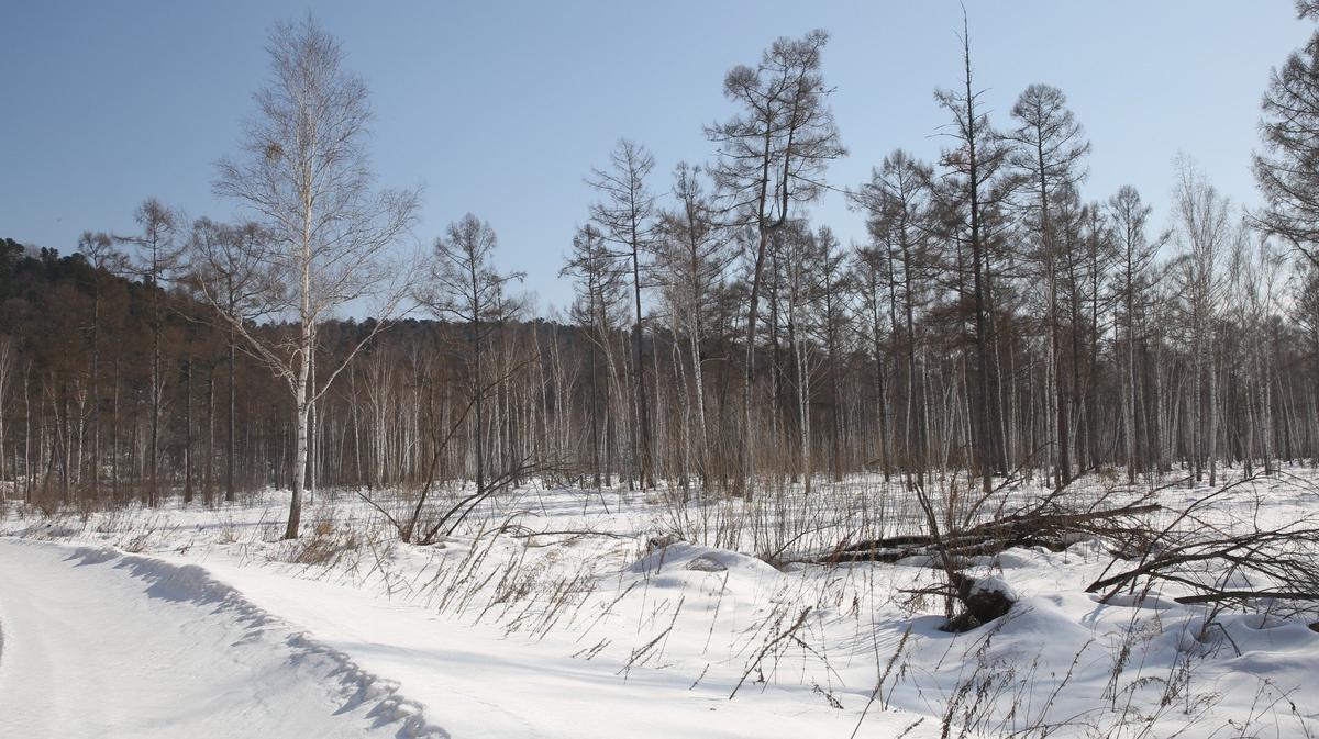 Остатки уссурийской тайги близ поселка Медвежий. Фото: Александра Сорочинская