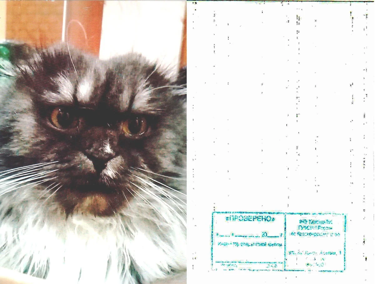 Фото кота со штампом на обороте