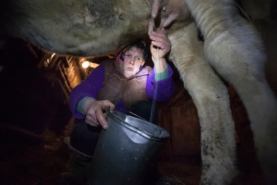 Бывшая школьная техничка Любовь Смородкина со своей новой коровой Малышкой