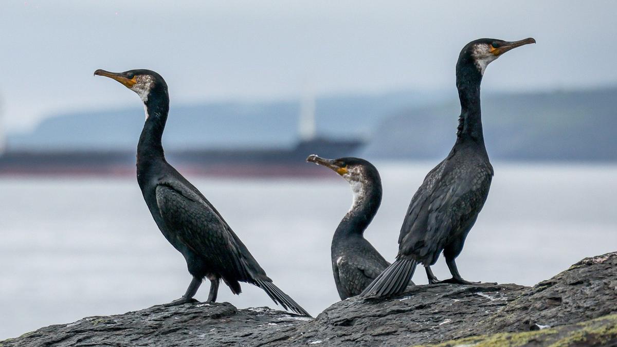 Время убивать всё, что движется