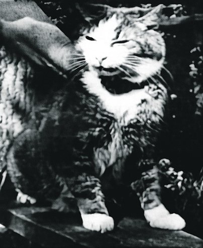 Кот Макс пережил блокаду в семье Веры Николаевны вместе с попугаем Жаконей. Фото: архив