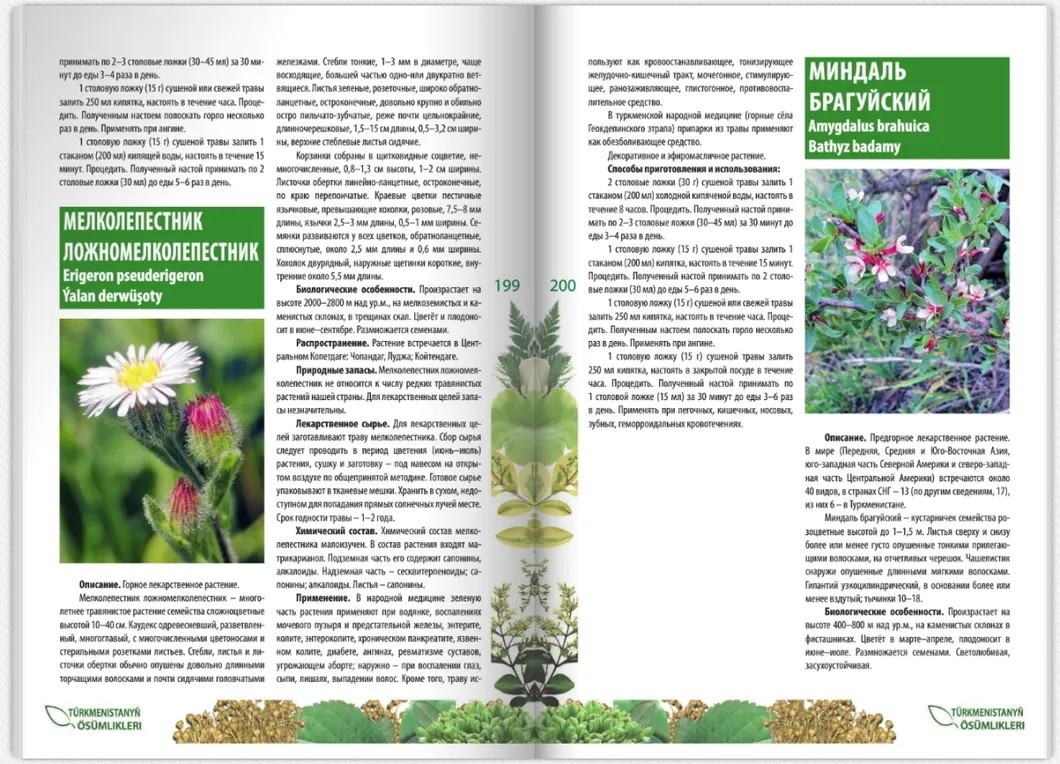 Разворот энциклопедии о лекарственных свойствах растений за авторством Бердымухамедова
