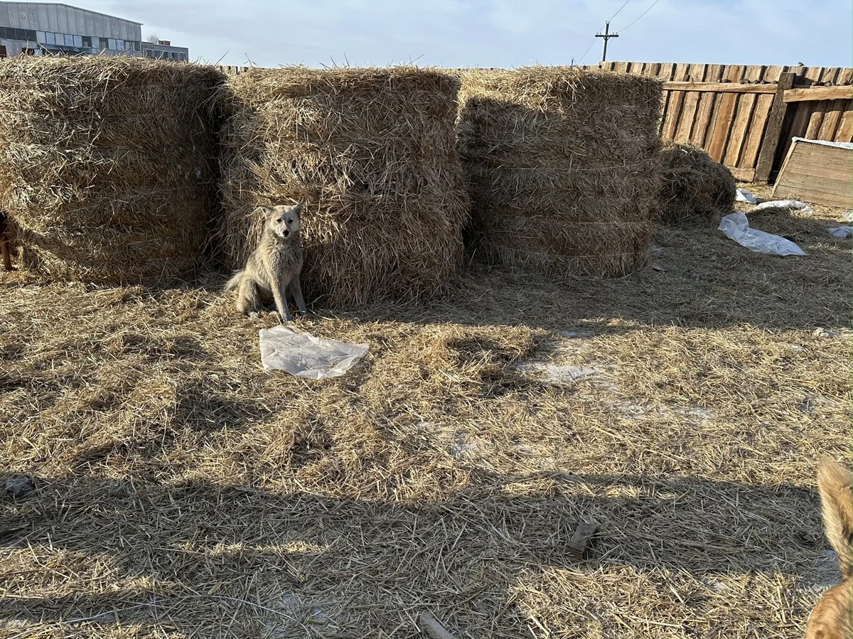 Собака в приюте «Ананда». Фото: Ирина Воробьева / «Новая газета»