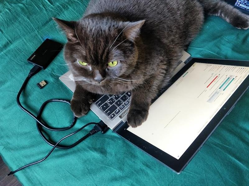 Фото: Анатолий Жданов / Коммерсантъ