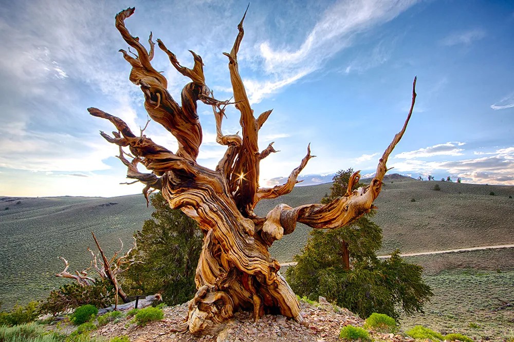 Остистая сосна (Bristlecone pine) в Калифорнии. Фото: tripadvisor.com