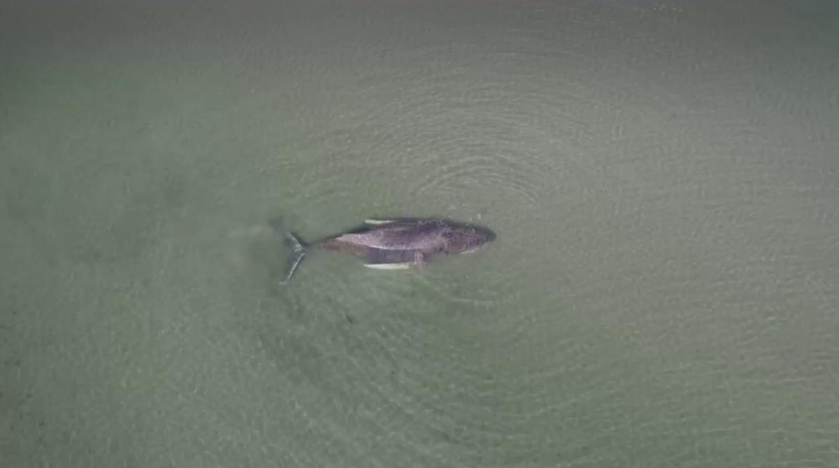 Горбатый кит на мелководье Балтийского моря. Скриншот