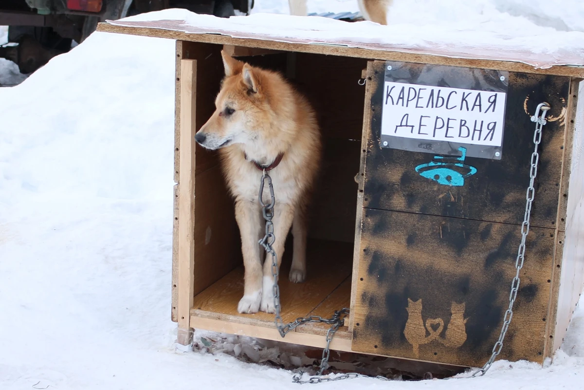 Собака пришла и попросила принять у нее роды». Поморка Наташа в одиночку  избавила село от бродячих псов, собрав их в приют. Сейчас чиновники  пытаются избавиться от нее — Новая газета