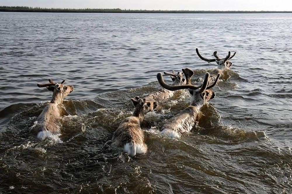 Переправа оленей через Хатангу. Фото: А. Савченко / Facebook