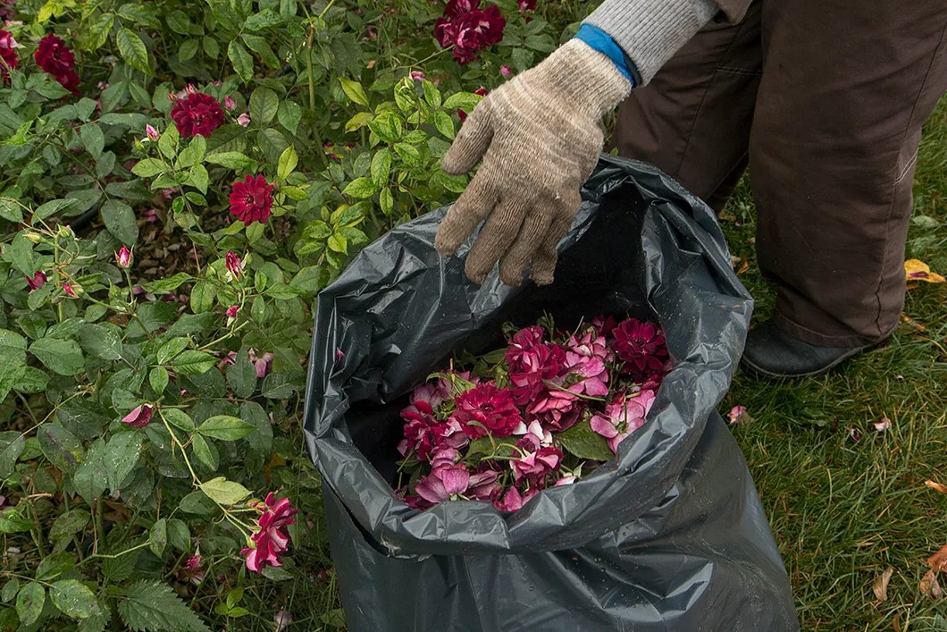 Акбермет складывает срезанные цветы в мешок. Фото: Светлана Виданова, специально для «Новой»