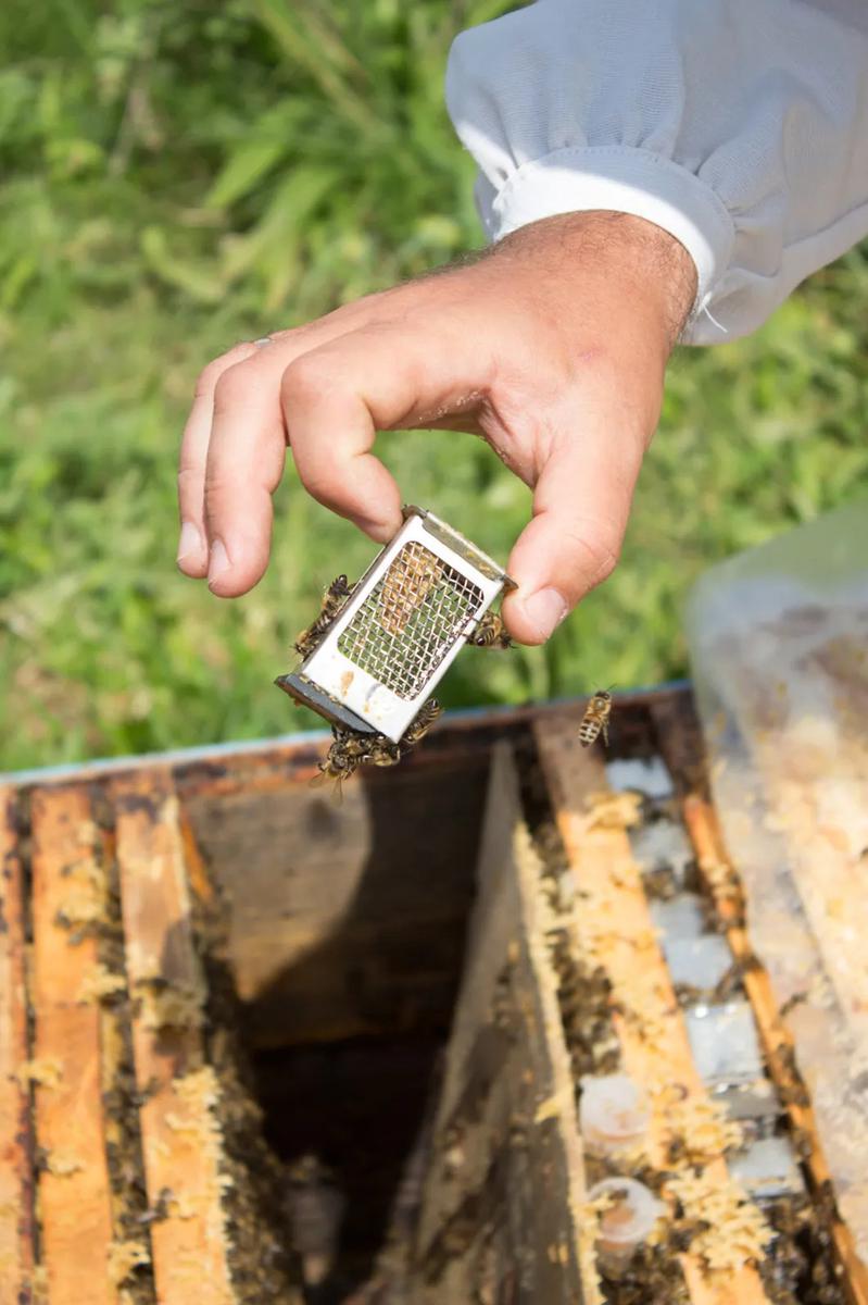Пчелы в руках пчеловода. Фото: Матвей Фляжников / специально для «Новой»