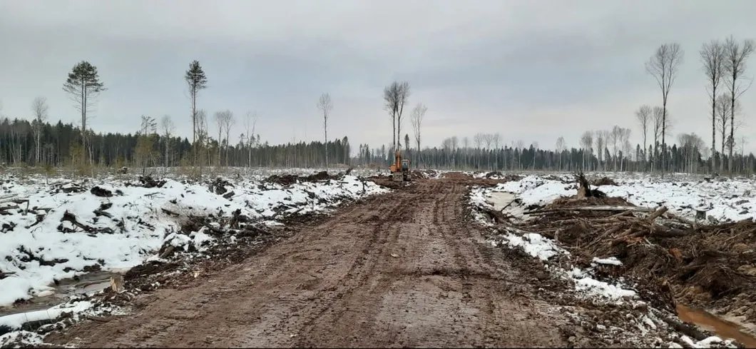 Вырубленный участок леса в Прионежском районе. Фото предоставлено местными жителями