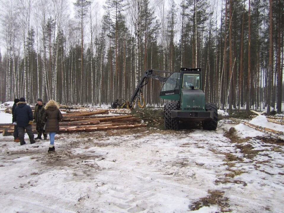 Вырубка леса вдоль Суздальского шоссе в Петербурге / Фото: «Любимые Коломяги»