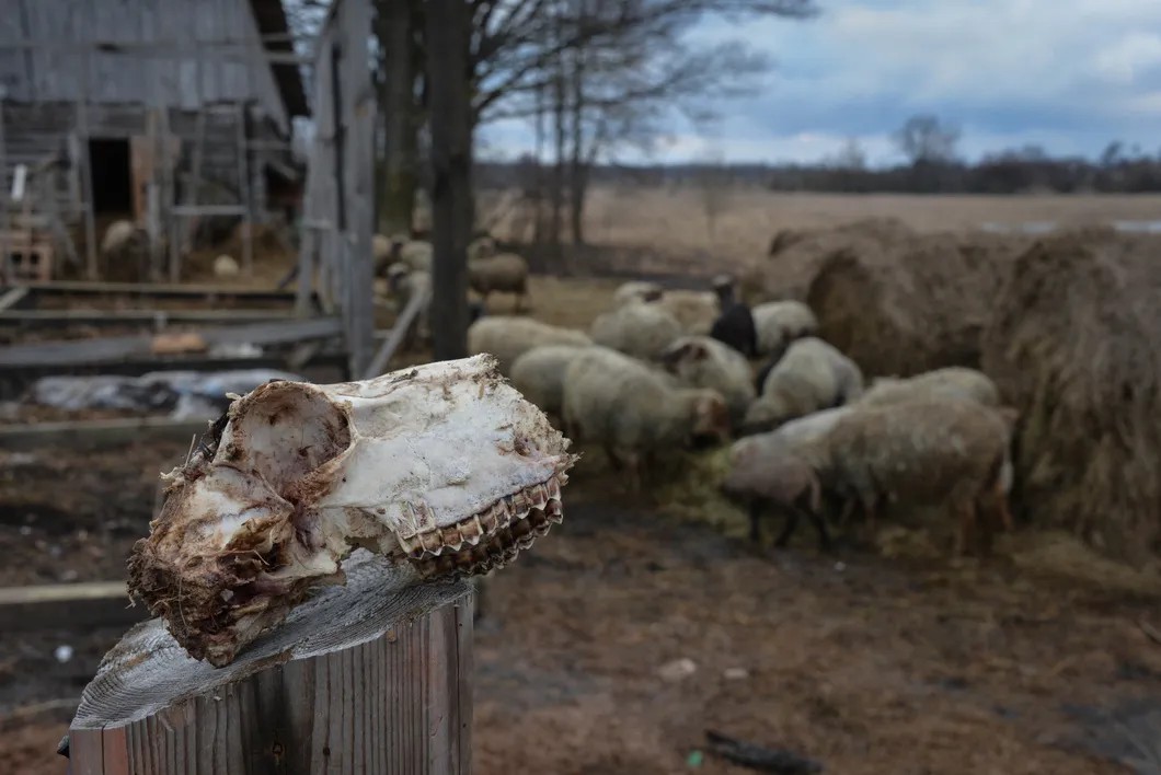 Обглоданные волками скелеты овец до сих пор лежат во дворе у дома Светланы. Фото: Виктория Одиссонова / «Новая газета»