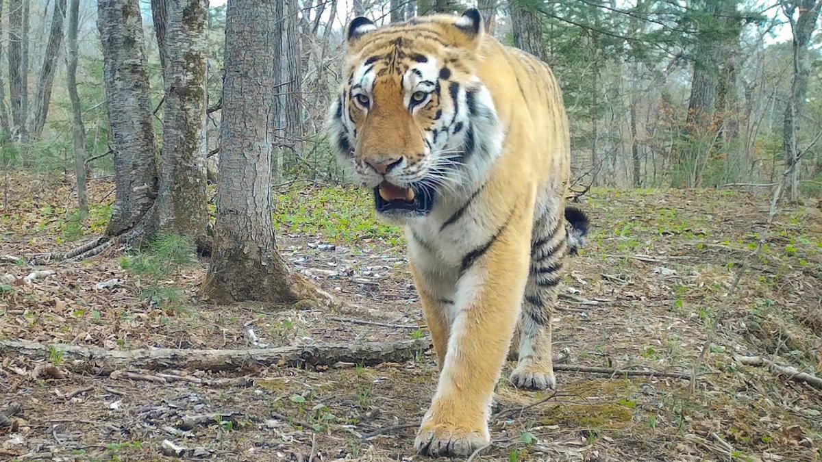 Золото Колумбе